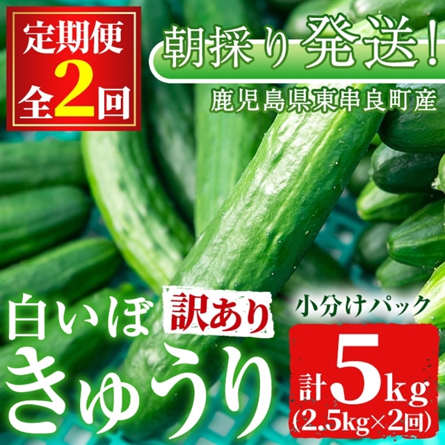 【0123904b】<訳あり><定期便・全2回(12月・1月)>愛情たっぷり!牧内農園の白いぼきゅうり(2.5kg×2回) 不揃い 規格外 野菜 やさい 旬 新鮮 サラダ キュウリ 胡瓜【牧内農園】鹿児島県東串良