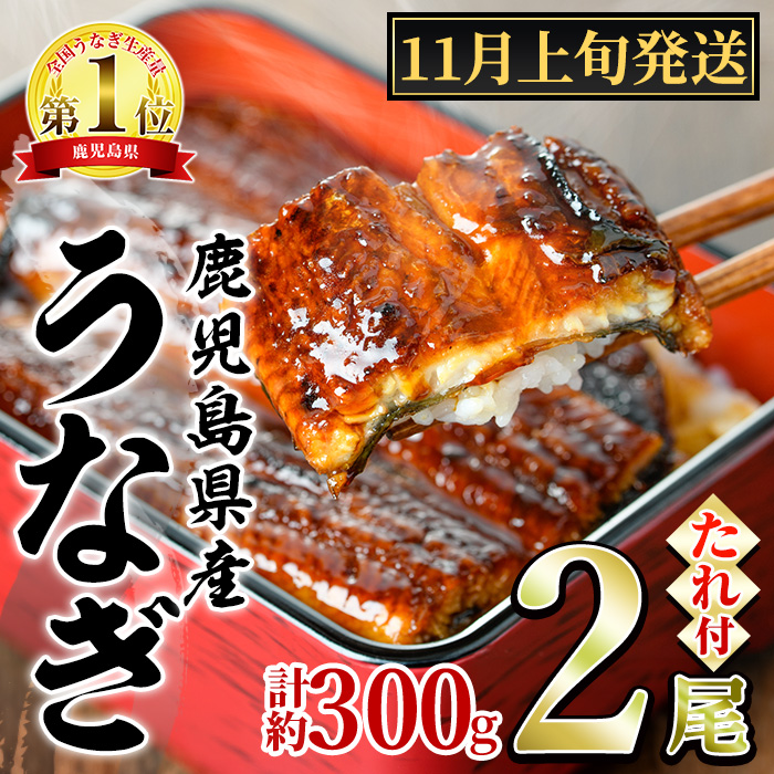 【0134332a-2511】<11月上旬発送予定>東串良町のうなぎ蒲焼(無頭)(2尾・計約300g・タレ、山椒付) うなぎ 高級 ウナギ 鰻 国産 蒲焼 蒲焼き たれ 鹿児島 ふるさと 人気【アクアおおすみ】鹿児島