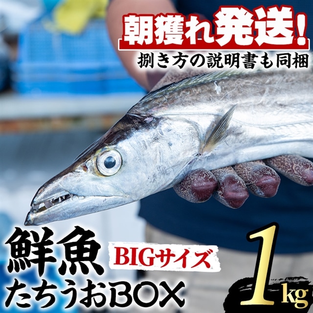 【0223204a】鮮度が命!鮮魚問屋が厳選した『鮮魚たちうおビッグサイズBOX』(1尾・1kg以上)魚 魚介類 鮮魚 海鮮 太刀魚 ムニエル 塩焼き【江川商店】鹿児島県東串良町22000魚介・海産物その他