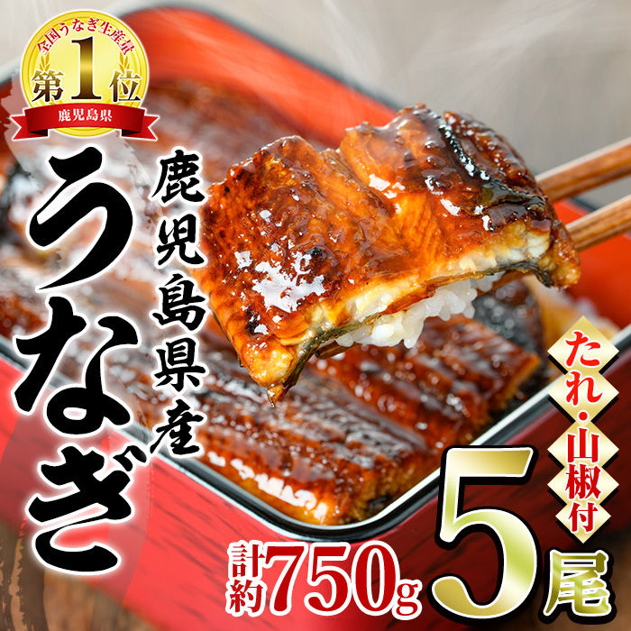 九州産うなぎ蒲焼 約900g（頭なしの形の良い限定品！）冷凍便 九州産うなぎ蒲焼 約900g（頭なしの形の良い限定品！）冷凍便