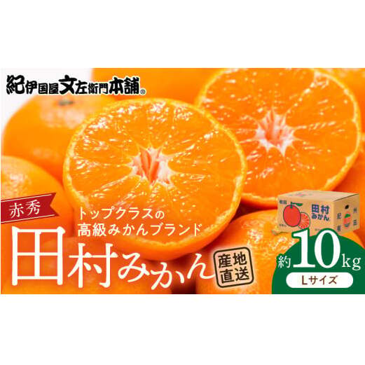 V7442_田村みかん/特選ギフト品10kg【Lサイズ】赤秀/紀州和歌山有田郡湯浅町田村地区産/最高級プレミアムブランドの田村ミカン/紀伊国屋文左衛門本舗(お届け日指定不可) 和歌山県湯浅