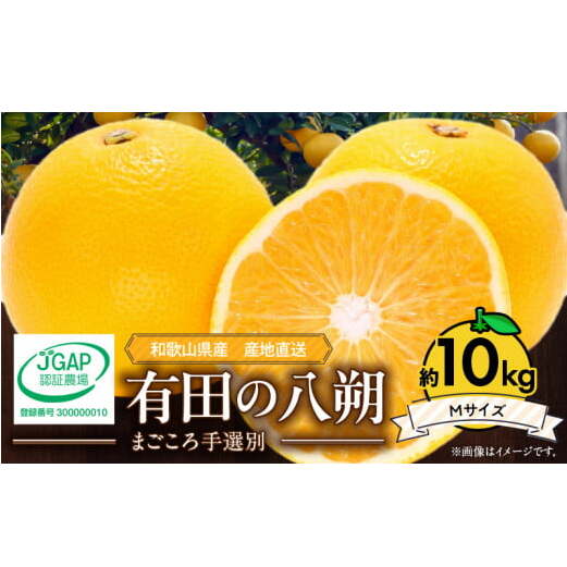 ZE6074n_【2026年先行予約】有田の八朔 (はっさく) 10kg (Mサイズ)まごころ手選別和歌山県湯浅町15000果物・フルーツみかん・柑橘類
