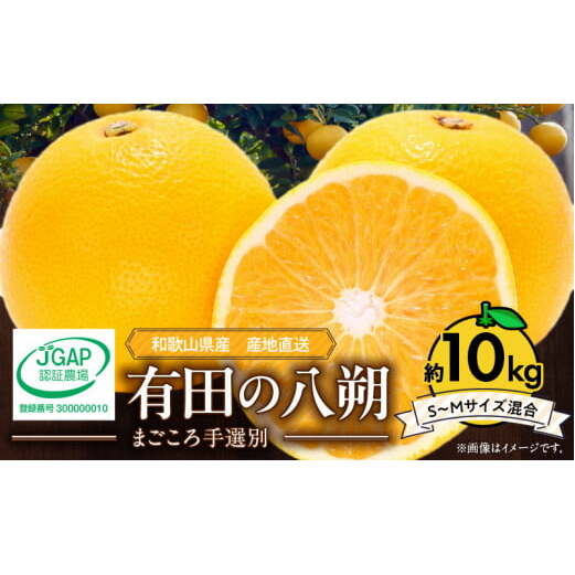 ZE6151n_【2026年先行予約】有田の八朔 (はっさく) 10kg (S〜Mサイズ混合) まごころ手選別和歌山県湯浅町15000果物・フルーツみかん・柑橘類