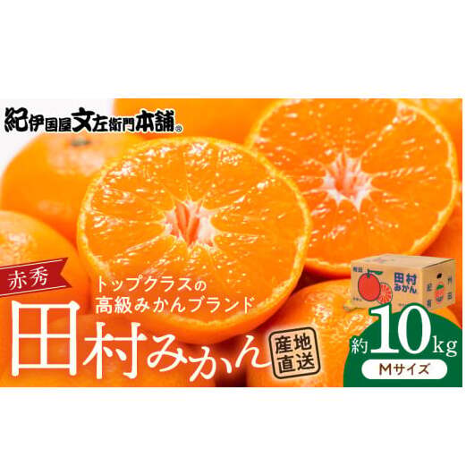 V7443_田村みかん/特選ギフト品10kg【Mサイズ】赤秀和歌山県湯浅町32000果物・フルーツみかん・柑橘類