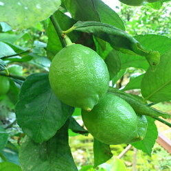 AB6012n_yYzIBa̎RY Lc 3kg (TCY)a̎R12000ʕEt[c݂Ek