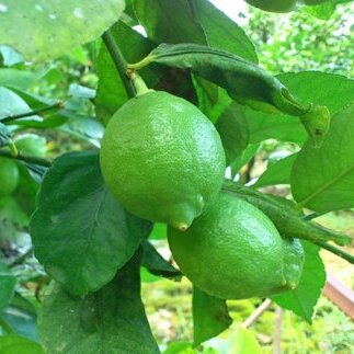 AB6066n_yYzIBa̎RY Lc 1kg (TCY)yY  k t[c a̎Rza̎R6000ʕEt[c݂Ek