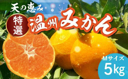 H6005_天の恵み 温州みかん Mサイズ 特選 5kg【ミカン 蜜柑 柑橘 温州みかん 和歌山】和歌山県湯浅町30000果物・フルーツみかん・柑橘類