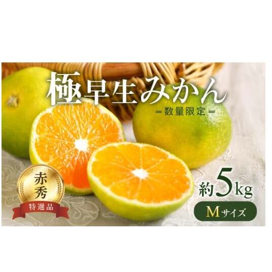 BF6037n_【数量限定】 極早生みかん 5kg 赤秀 Мサイズ【ミカン 蜜柑 柑橘 温州みかん 有田みかん 贈答 ギフト わせみかん 和歌山】和歌山県湯浅町13000果物・フルーツみかん・柑橘類