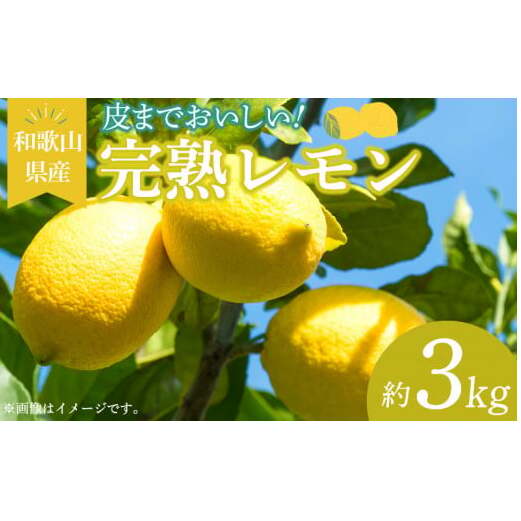 EA6011n_和歌山県産 完熟 レモン 3kg 皮まで使用可能(栽培期間中農薬不使用)和歌山県湯浅町11000果物・フルーツみかん・柑橘類