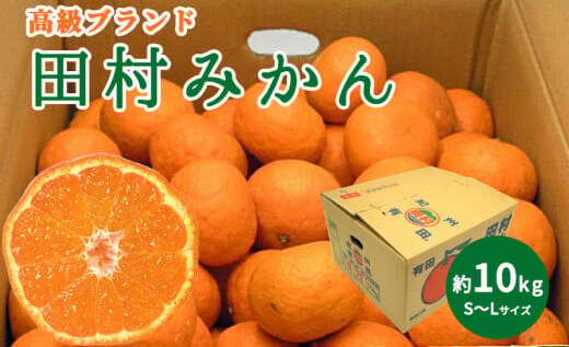 DN6015_高級ブランド 田村みかん 秀品 10kg (S〜Lサイズおまかせ) 【ミカン 蜜柑 柑橘 温州みかん 有田みかん】和歌山県湯浅町20000果物・フルーツみかん・柑橘類