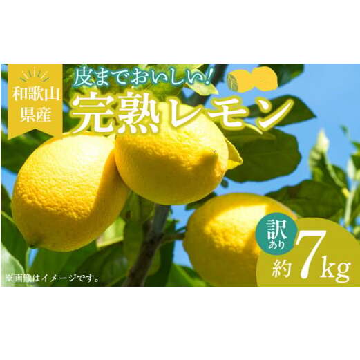 EA6024n_【訳あり・ご家庭用】完熟 レモン 7kg 皮まで使用可能(栽培期間中農薬不使用)和歌山県湯浅町16000果物・フルーツみかん・柑橘類