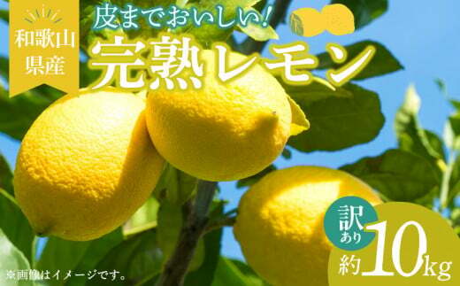 EA6025n_【訳あり・ご家庭用】完熟 レモン 10kg 皮まで使用可能(栽培期間中農薬不使用)和歌山県湯浅町18000果物・フルーツみかん・柑橘類