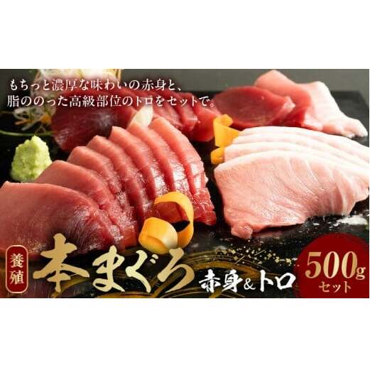 AZ6019_本マグロ (養殖) 赤身 & トロ セット 500g和歌山県湯浅町24000魚介・海産物その他 魚介・海産物