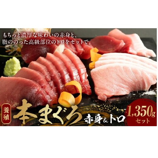 AZ6020_本マグロ (養殖) 赤身 & トロ セット 1350g和歌山県湯浅町53000魚介・海産物その他 魚介・海産物
