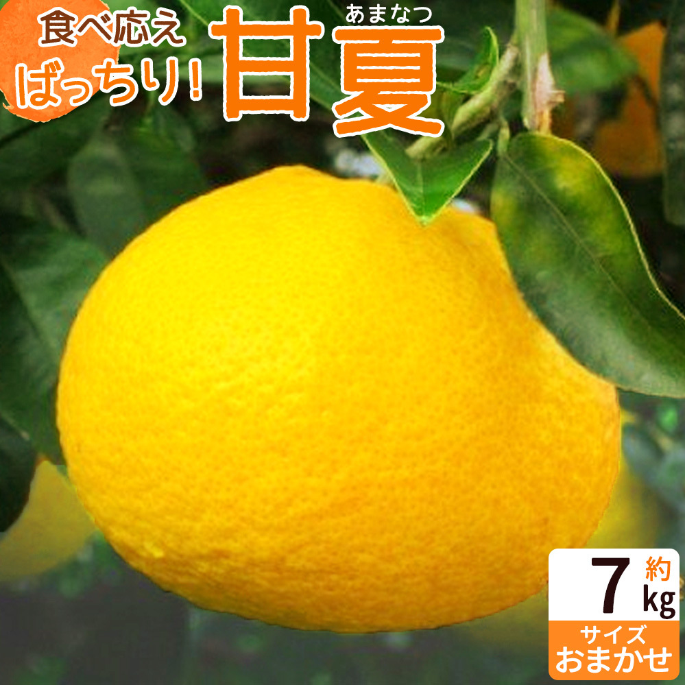 ZP6110_【2026年先行予約】食べ応えばっちり! 甘夏 7kg和歌山県湯浅町14000果物・フルーツみかん・柑橘類