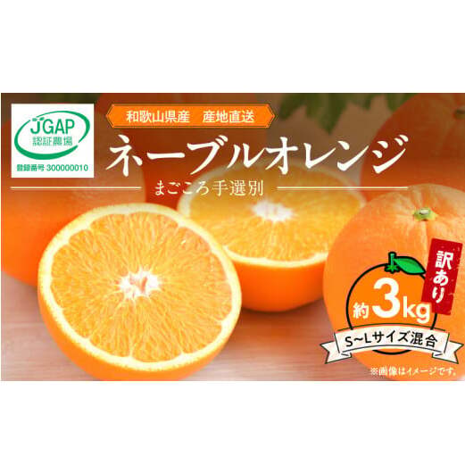 ZE6443_【2026年先行予約】和歌山県産 ネーブルオレンジ 【訳あり 家庭用】3kg サイズ混合【まごころ手選別】和歌山県湯浅町10000果物・フルーツみかん・柑橘類