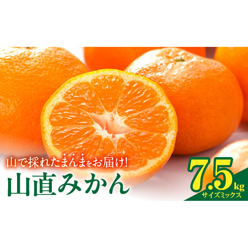 MK1051_みかん 山から直送 箱込 7.5kg ( 内容量 6.8kg ) 鮮度優先ごろごろ規格 和歌山県産 産地直送 【みかんの会】和歌山県湯浅町15000果物・フルーツみかん・柑橘類