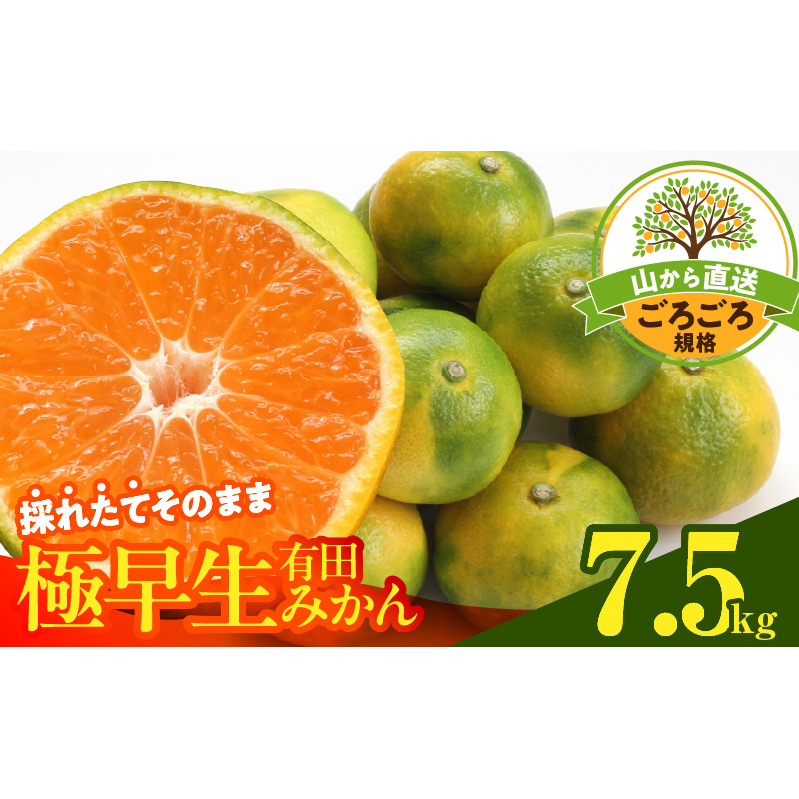MK1079_みかん 極早生 山から直送 箱込 7.5kg ( 内容量 6.8kg ) 採れたてそのままごろごろ規格 有田みかん 和歌山県産和歌山県湯浅町12000果物・フルーツみかん・柑橘類