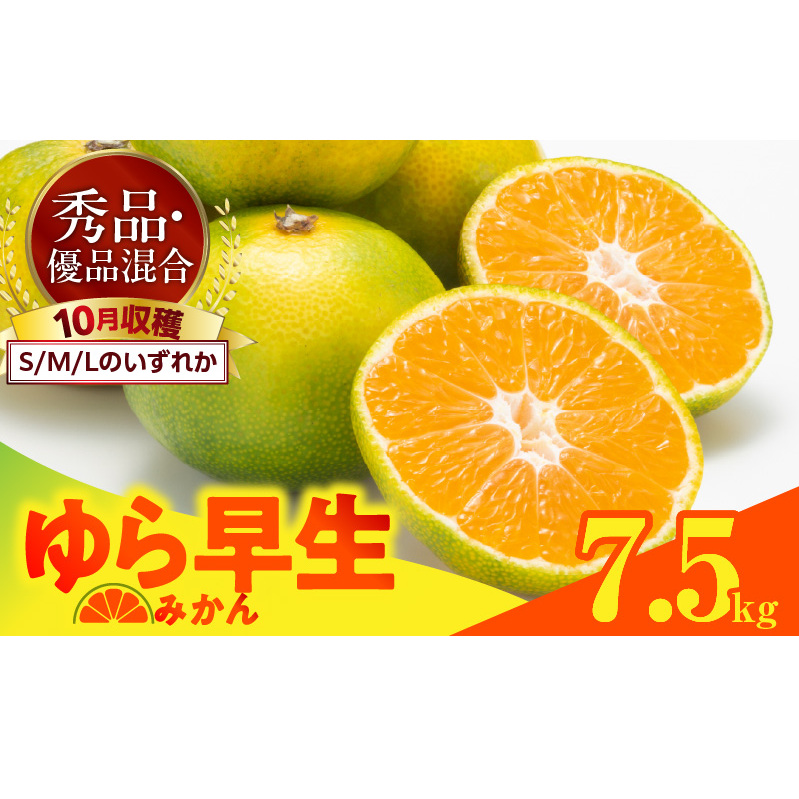 MK1055_ゆら早生 みかん 箱込 7.5kg ( 内容量 6.8kg ) S M Lサイズのいずれか 秀品 優品 混合 有田みかん 和歌山県産和歌山県湯浅町17000果物・フルーツみかん・柑橘類