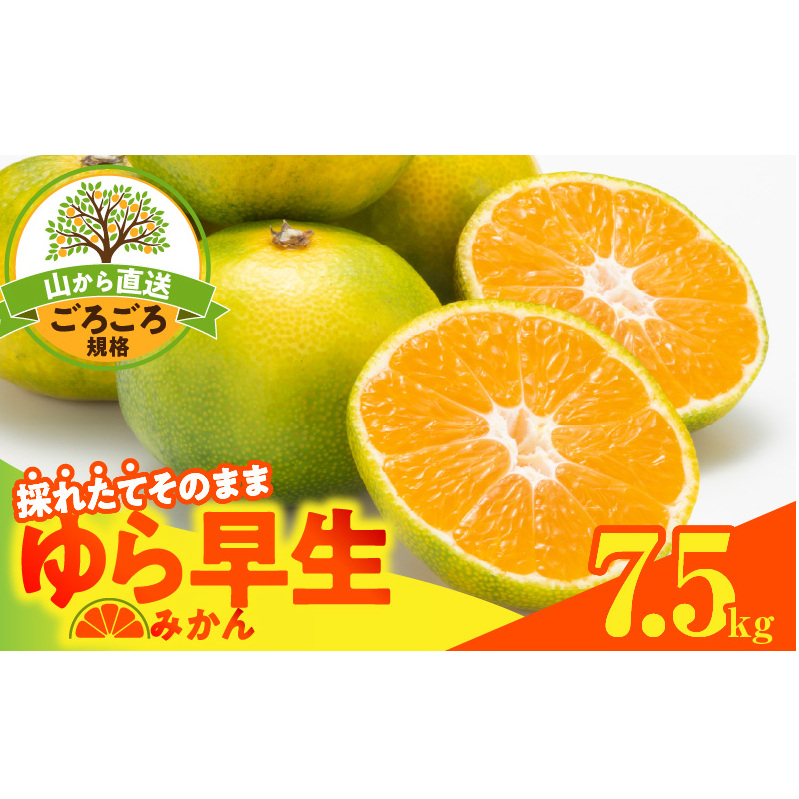 MK1063_瑁 ݂ R璼  7.5kg ( e 6.8kg ) ̂ꂽĂ̂܂܂낲Ki Lc݂ a̎RYa̎R15000ʕEt[c݂Ek