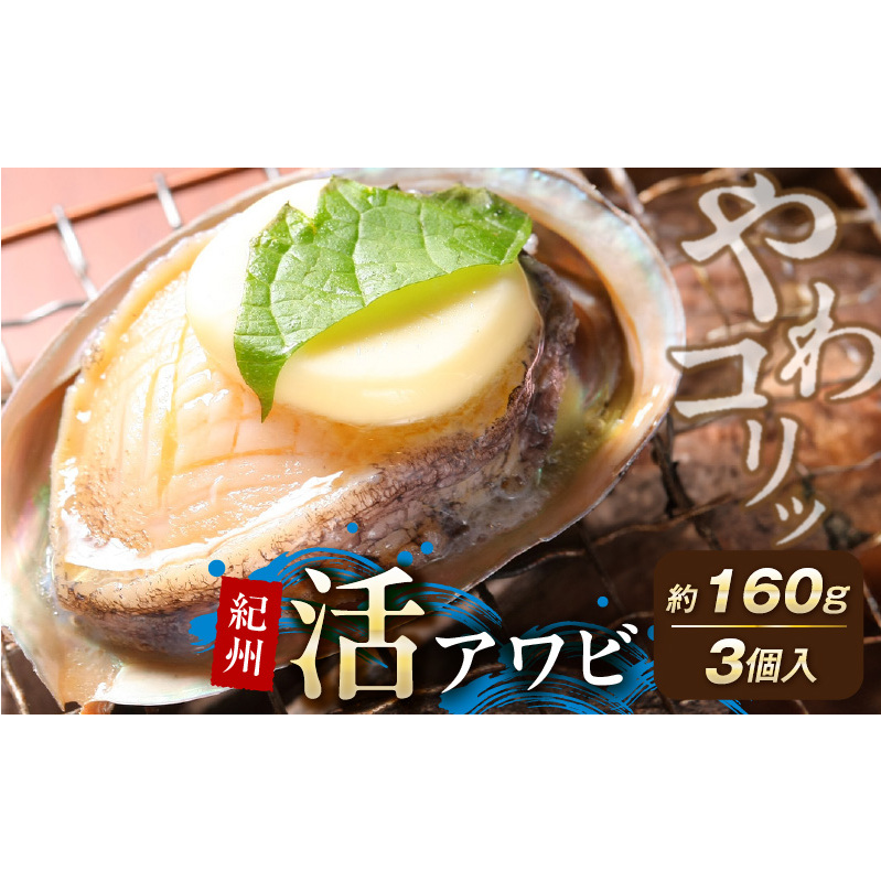 YG1001_やわコリ食感 紀州活アワビ 【3個入】 約160g和歌山県湯浅町10000魚介・海産物貝類