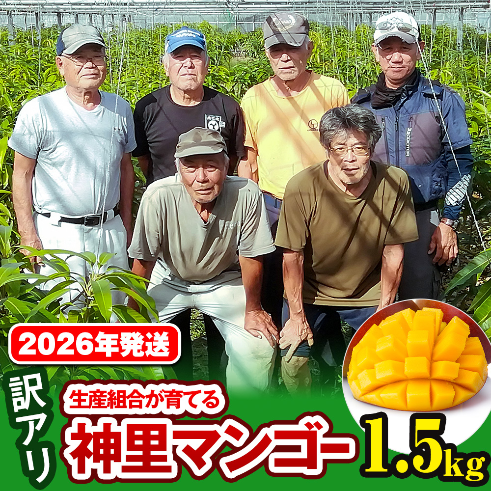 【訳あり】2026年発送 生産組合から直送 神里マンゴー1.5kg沖縄県南風原町14500果物・フルーツマンゴー・パイナップル
