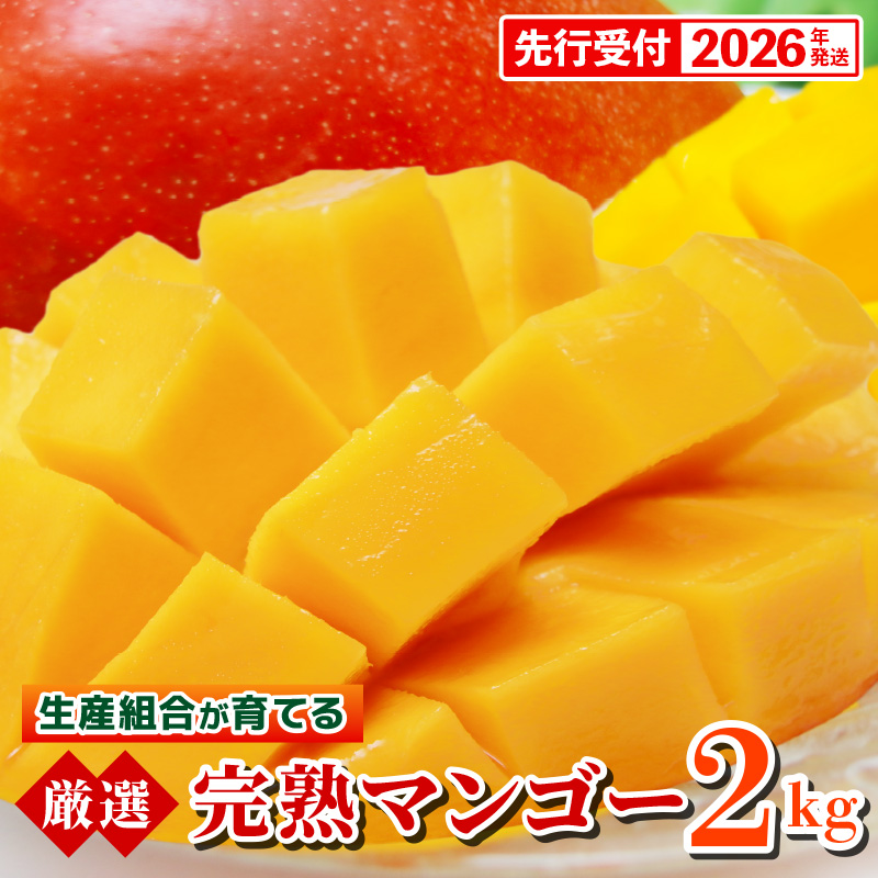 【先行受付】【2026年発送】生産組合が育てる厳選・完熟マンゴー約2kg - 先行予約 沖縄県産 産地直送 南国フルーツ アップルマンゴー 旬の味覚 季節の果物 贈り物 沖縄県 八重瀬町沖縄県八