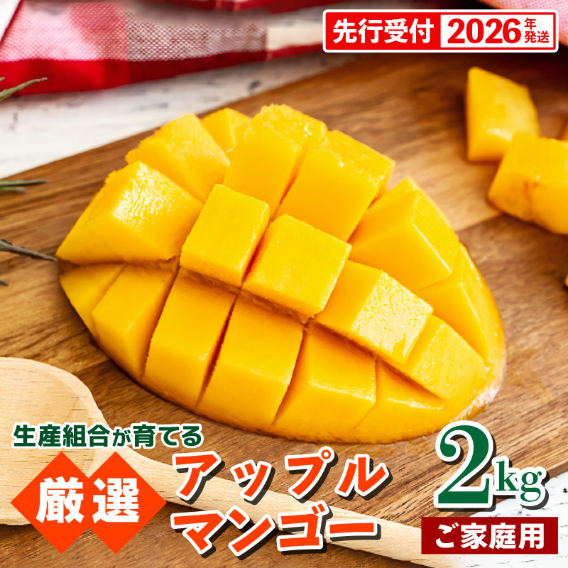 【先行受付】【2026年発送】生産組合が育てるアップルマンゴー約2kg(家庭用)- 先行予約 沖縄県産 産地直送 南国フルーツ 旬の味覚 季節の果物 ご自宅用 沖縄マンゴー 沖縄県 八重瀬町沖縄