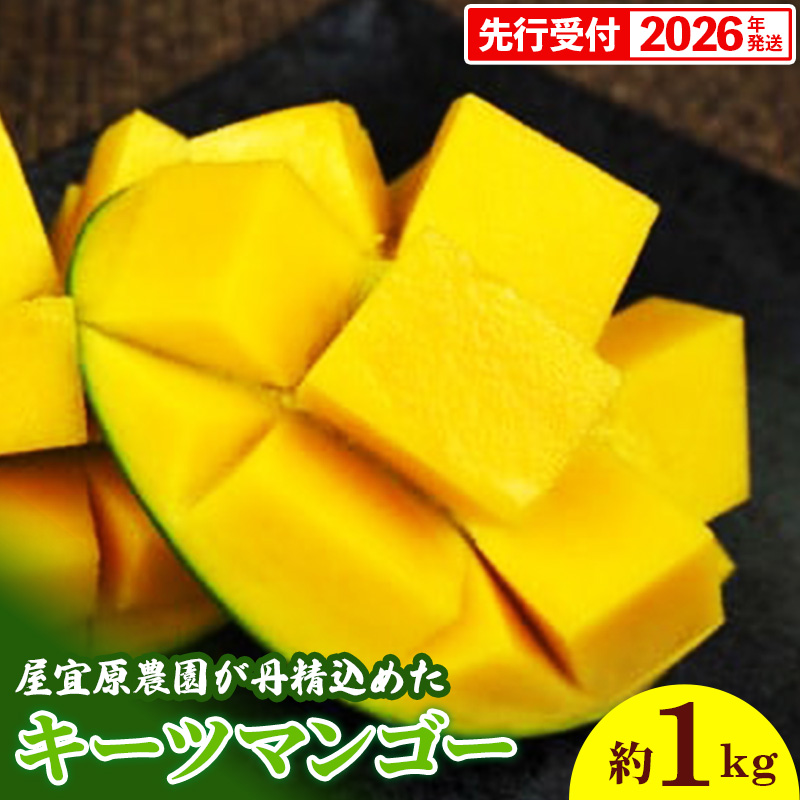 【先行受付】【2026年発送】屋宜原農園が丹精込めた「キーツマンゴー」約1kg - 先行予約 沖縄 産地直送 南国フルーツ 旬の味覚 沖縄県産 国産マンゴー 希少種 オススメ 沖縄県 八重瀬町沖縄