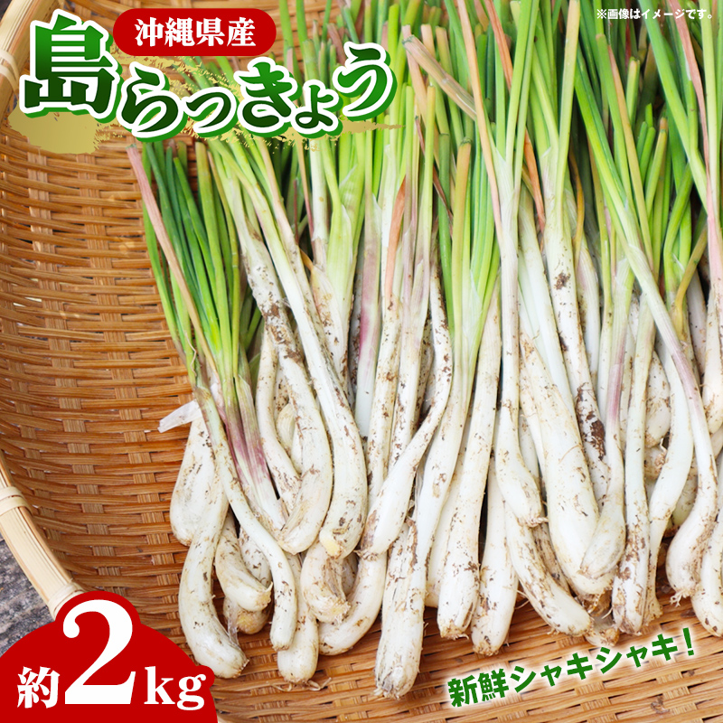 【産地直送】南国フーズの島らっきょう約2kg - 国産 生らっきょう 甘酢漬け 漬物 天ぷら チャンプルー おすすめ  沖縄県 八重瀬町産沖縄県八重瀬町18000野菜・きのこその他 野菜