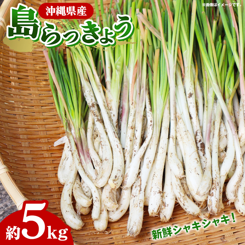 yYnz썑t[Y̓傤5kg - Y 傤 Ð|Ђ Е VՂ `v[   ꌧ dYꌧd40000؁Ê̑ 