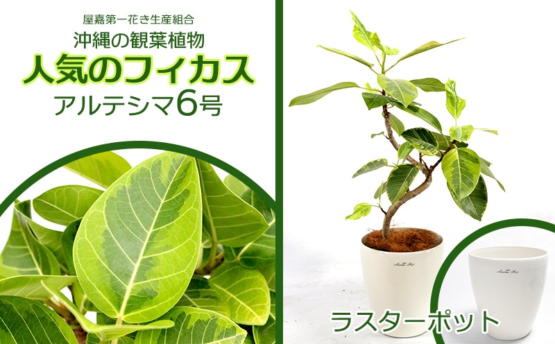 沖縄産❗️ フィカス　アルテシマ　曲がり ゴムの木　観葉植物 プレゼント フィカス・アルテシマ まがり L〈沖縄産〉 | 観葉植物の通販 AND