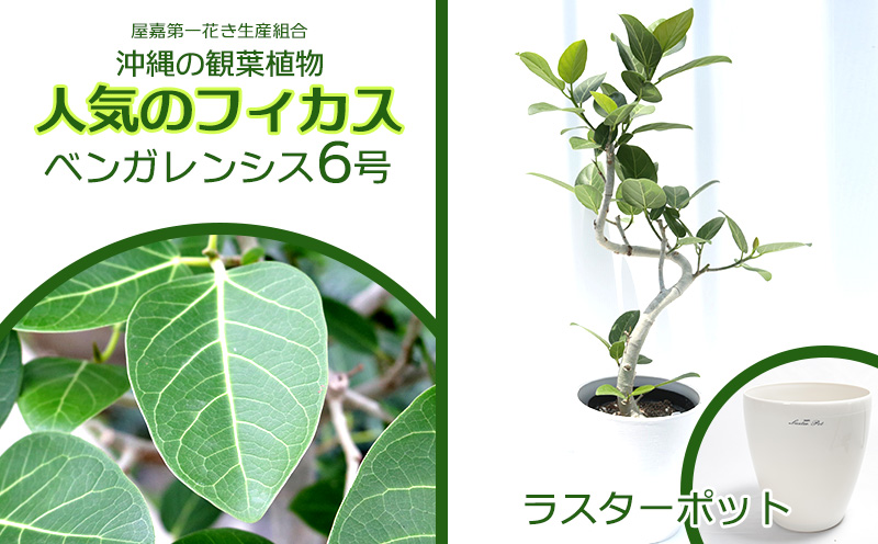 【沖縄の観葉植物】人気のフィカス ベンガレンシス6号 ラスターポット インテリアグリーン ゴムの木 ゴムノキ ガーデン 風水 鉢植え 癒し 成長記録  趣味 専門店 生活 オフィス おすすめ 暮らし おしゃれ 南国 日光 水やり お祝い 送料無料 | 沖縄県金武町 | JRE ...