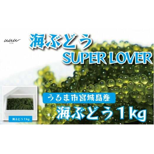 海ぶどうSuperLover 大容量1kgパック【2025年4月より順次発送】沖縄県うるま市40000魚介・海産物のり・海藻
