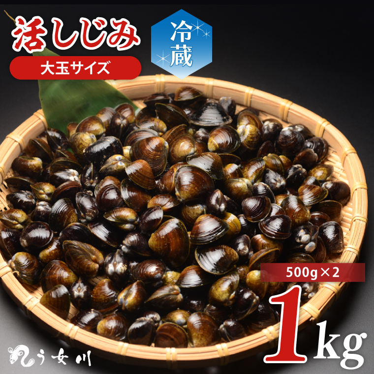 活しじみ 特選 大玉 1kg(500g×2) 涸沼川 う女川【シジミ オルニチン ミネラル ビタミンB12 出汁 肝臓 味噌汁 スープ 茨城県 水戸市】(IX-105)茨城県水戸市7000魚介・海産物貝類