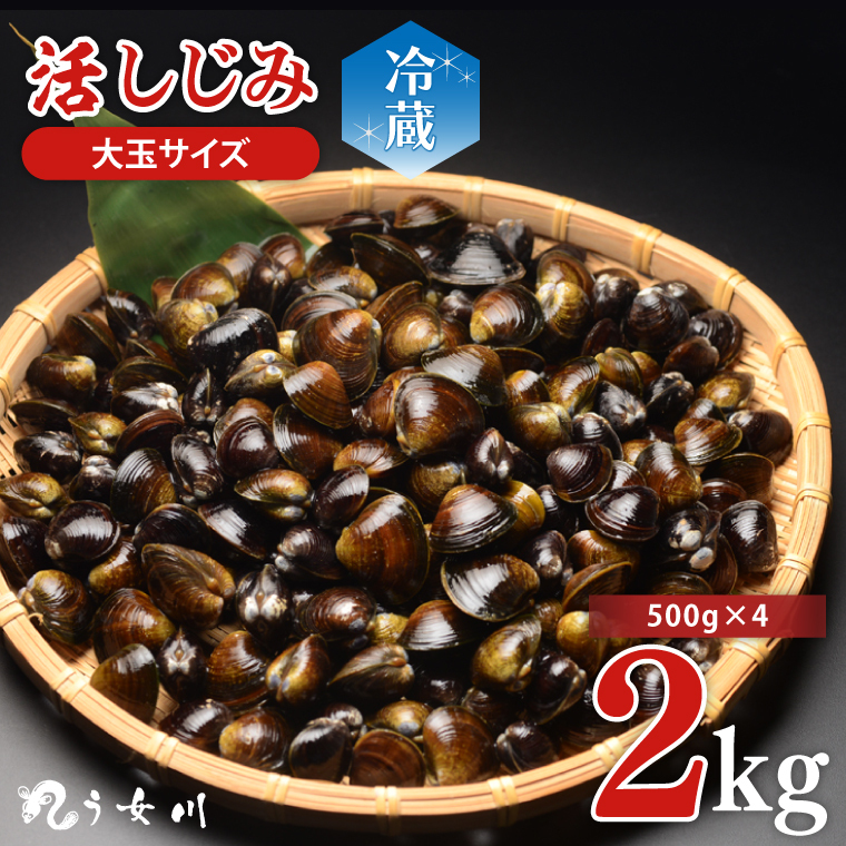 活しじみ 特選 大玉 2kg(500g×4)涸沼川 う女川【シジミ オルニチン ミネラル ビタミンB12 出汁 肝臓 味噌汁 スープ 茨城県 水戸市】(IX-107)茨城県水戸市12000魚介・海産物貝類