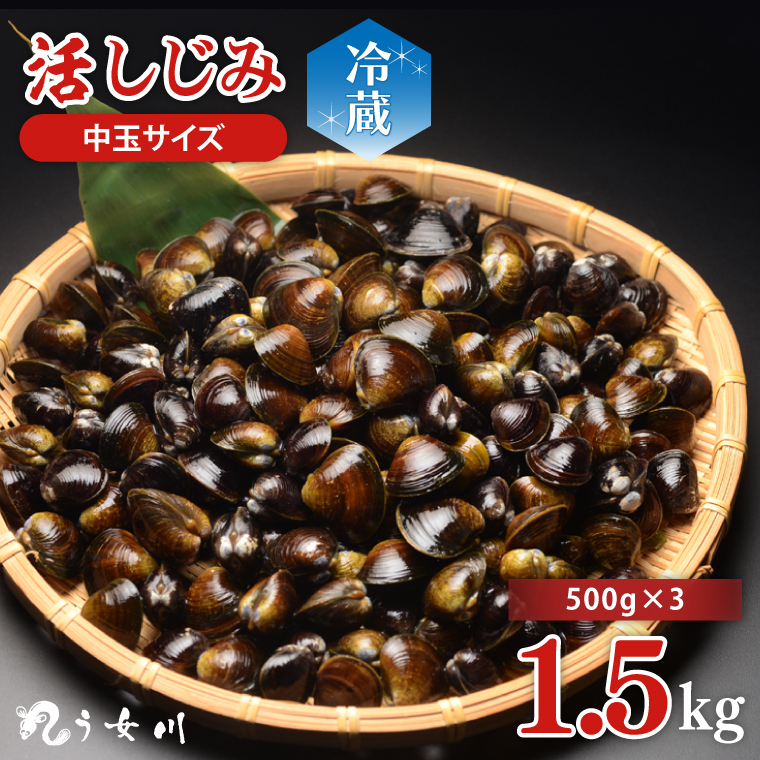   1.5kgi500×3j yVW~ Ij` ~l r^~B12 o` ̑ X` X[v 錧 ˎsziIX-109j錧ˎs7000ECYL