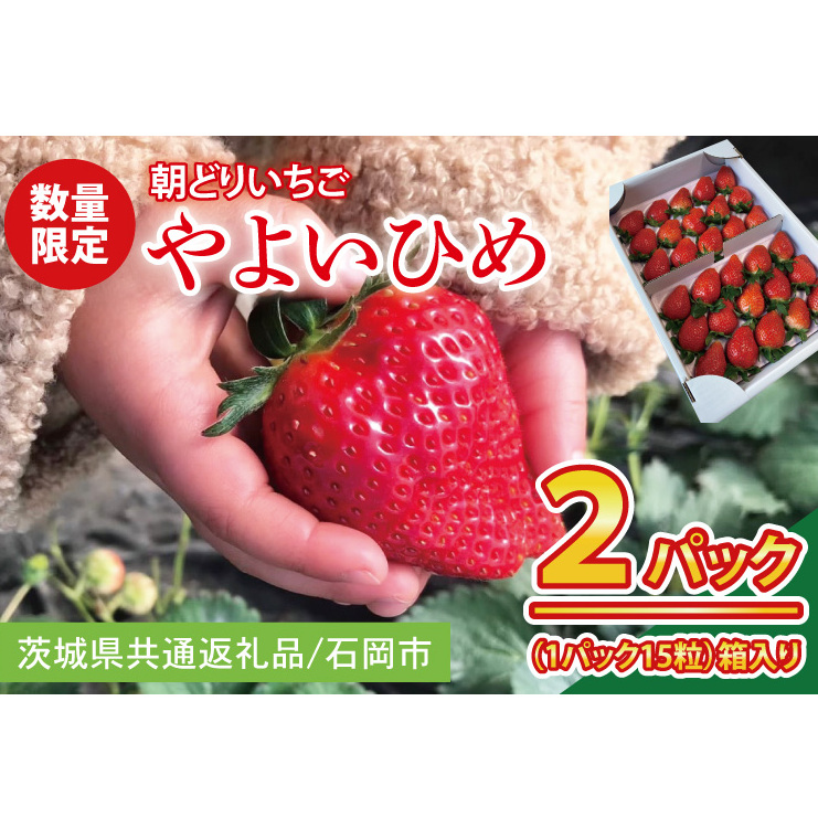 【2026年1月中旬以降発送】【数量限定】【朝採れ】いちご やよいひめ特選2パック【茨城県共通返礼品/石岡市】【果物 くだもの フルーツ 苺 イチゴ 完熟 甘い 農家直送】(KU-12)茨城県水