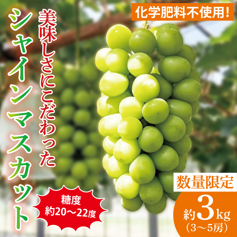 糖度約20〜22度!美味しさにこだわったシャインマスカット(約3000g)3〜5房   化学肥料不使用 農家直送【葡萄 ぶどう マスカット フルーツ 果物 くだもの 水戸市 水戸 茨城県】(GG-26)茨城