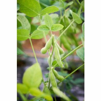 F019 極上の船橋ブランド枝豆千葉県船橋市13000野菜・きのこ豆類