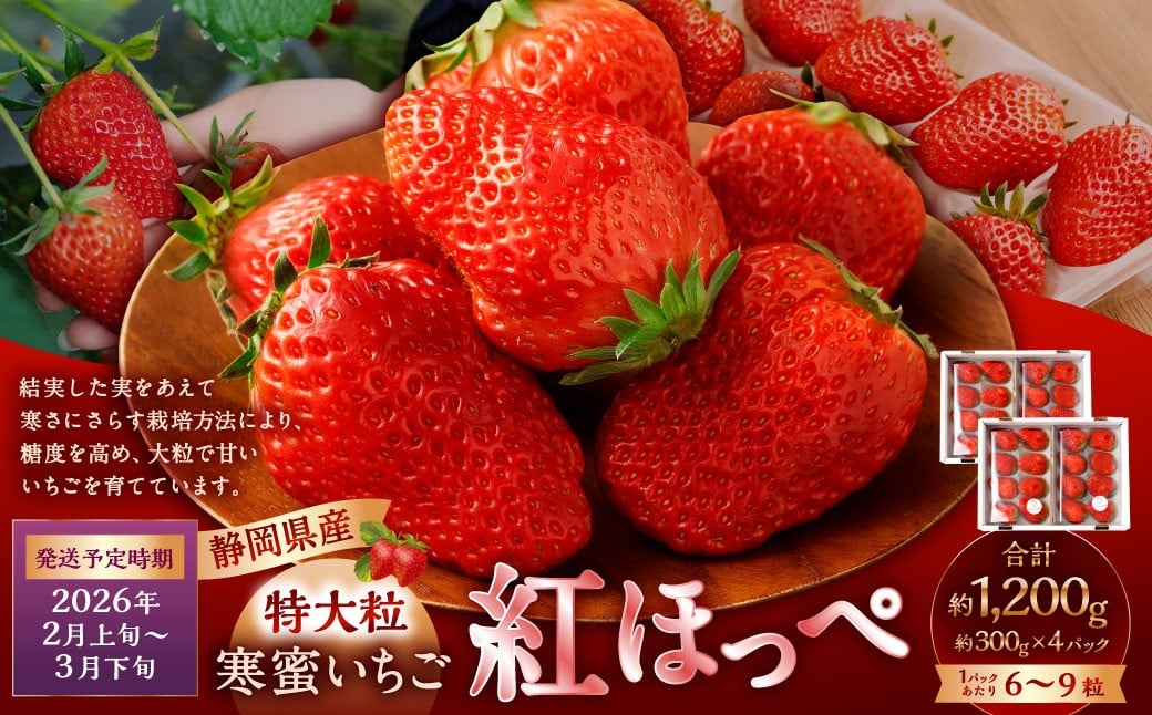 寒蜜いちご 紅ほっぺ 特大粒 4パック(約300g×4パック) 【2026年2月上旬-3月下旬発送予定】【配送不可:北海道・沖縄・離島】| いちご 苺 紅ほっぺ 果物 くだもの フルーツ 菊川市静岡県菊