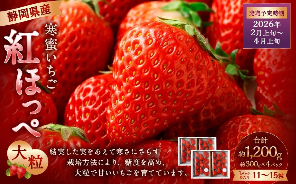 寒蜜いちご 紅ほっぺ 大粒 4パック(約300g×4パック)【2026年2月上旬-4月上旬発送予定】【配送不可:北海道・沖縄・離島】 | いちご 苺 紅ほっぺ 果物 くだもの フルーツ 菊川市静岡県菊川