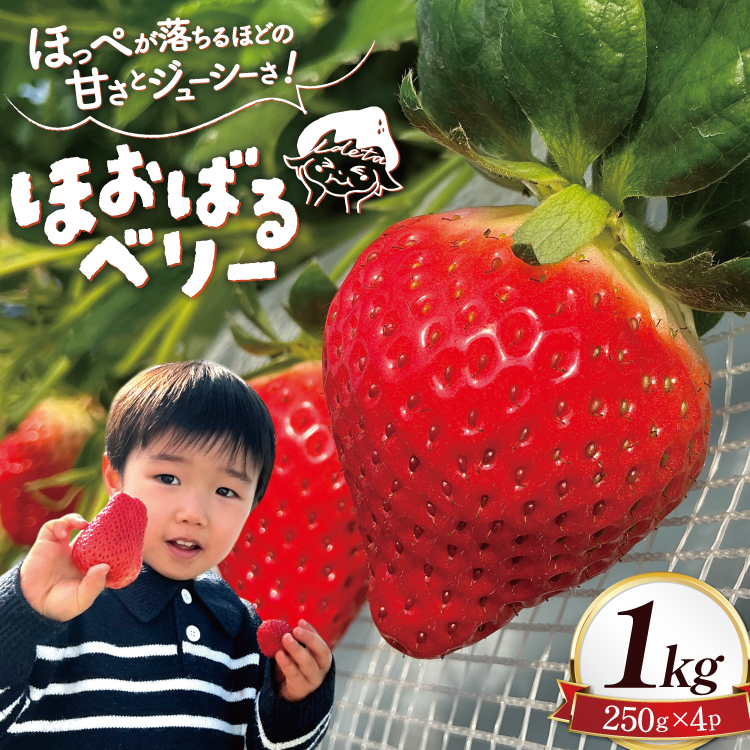 AI377 y2025N12Jnz ق΂x[  1kg 250g 4pbN [  C`S 1L Â  ܂ t[c ʕ oc_~ 茧 s]茧s20000ʕEt[c