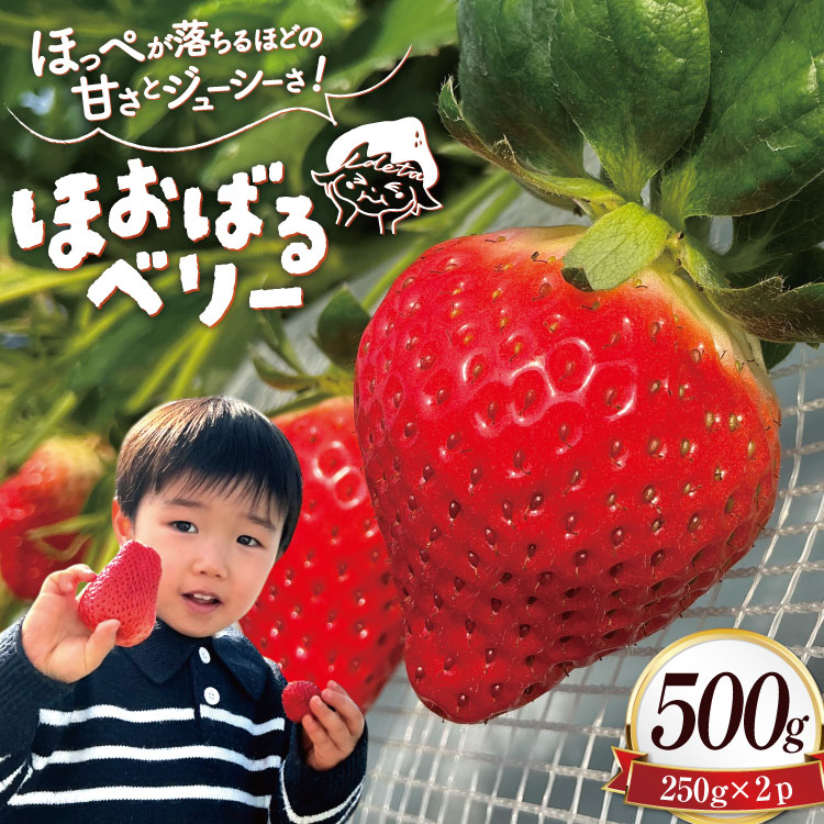 AJ437 y2025N12Jnz  ق΂x[  500g ( 250g 2pbN ) [  C`S 500g Â ܂  uh t[c ʕ oc_~ 茧 sn茧s15000ʕEt