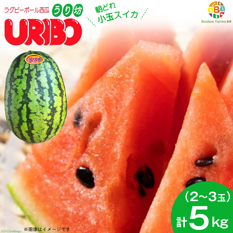 BE276 【令和8年度出荷分】小玉スイカ「うり坊」5kg(1.7kg以上×2〜3玉) 〜名水百選の里 島原産〜長崎県島原市10000果物・フルーツメロン・スイカ
