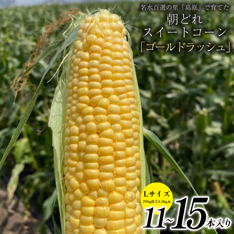 BE279【令和8年度出荷分】5月下旬から出荷! 朝どれ スイートコーン L×11〜15本セット (4.5kg入) 〜名水百選の里 島原産〜長崎県島原市10000野菜・きのことうもろこし