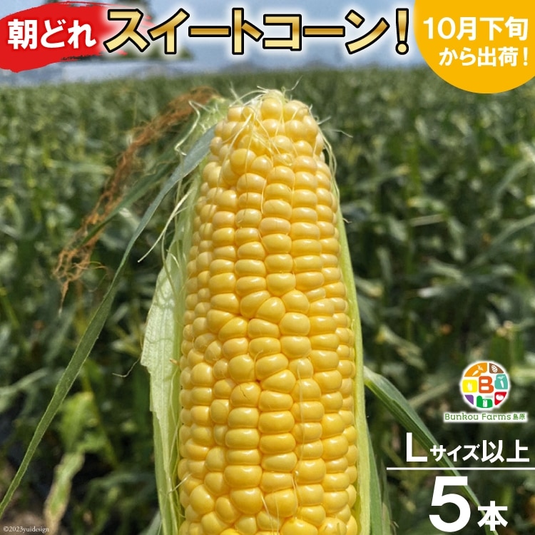BF110 10月下旬から出荷!「朝どれスイートコーン!」Lサイズ以上×5本セット【全国的にも珍しい秋季出荷】長崎県島原市8000野菜・きのこ