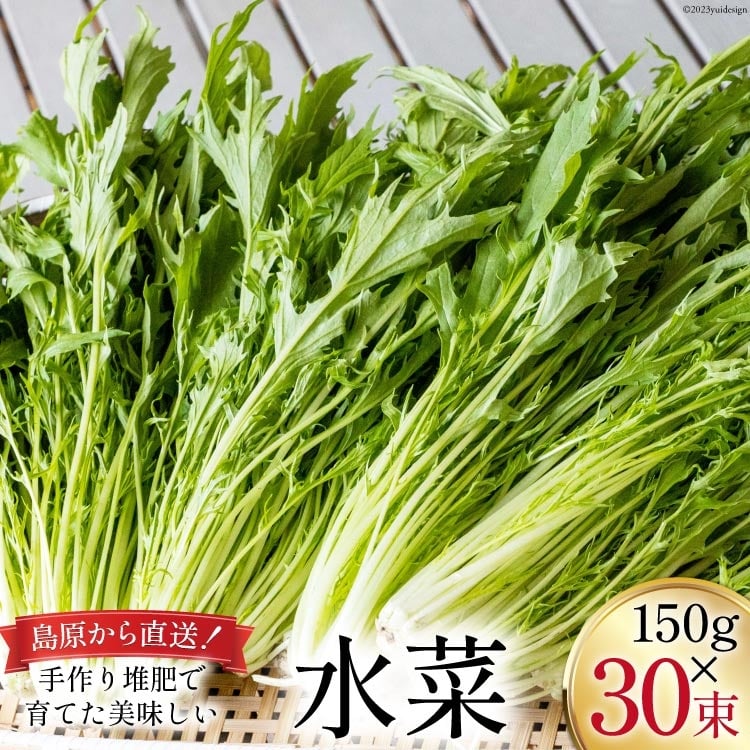 CH017 水菜 150g × 30束長崎県島原市22000野菜・きのこ大根・ニンジン・根菜類