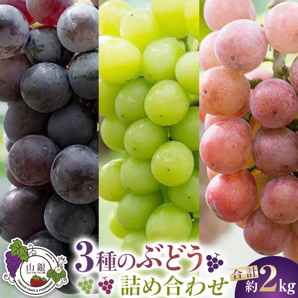 ★お届けは2026年8月から!★3種のぶどう詰め合わせ愛知県大府市27000果物・フルーツマスカット・ぶどう