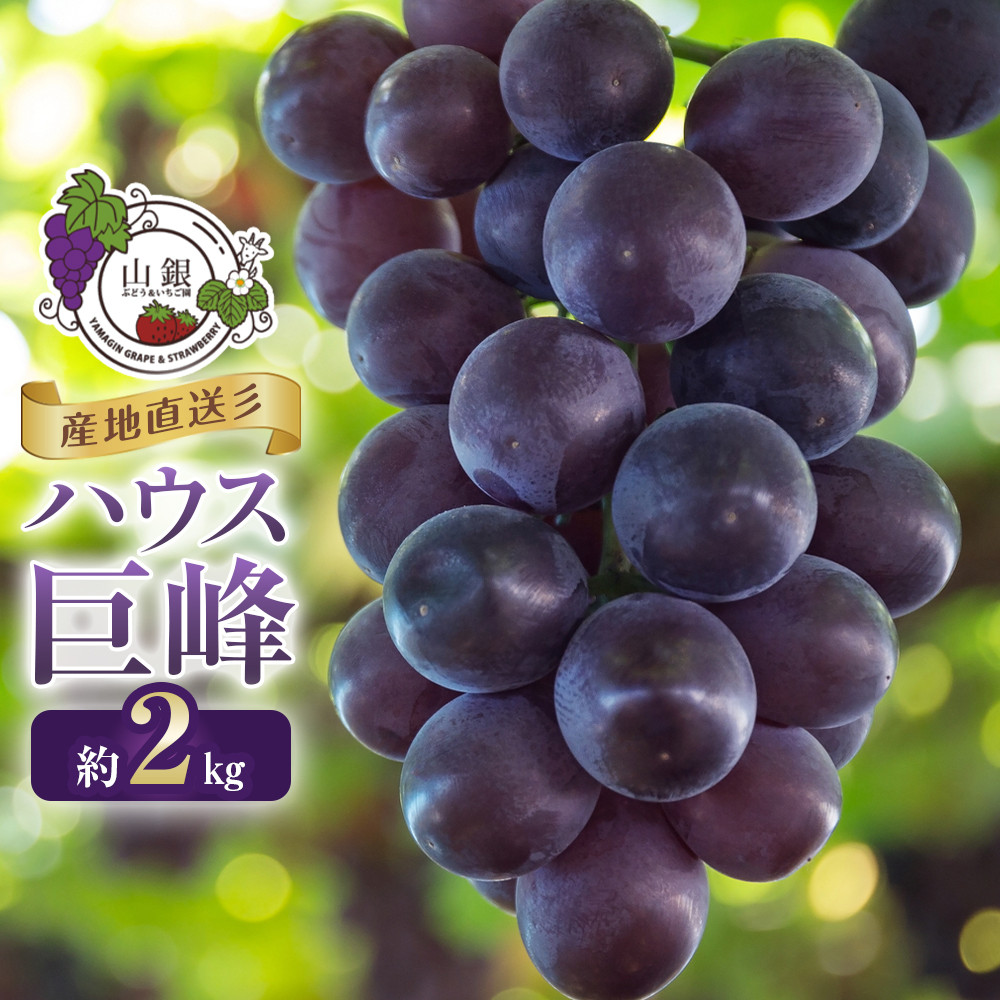 ★お届けは2026年8月から!★産地直送ハウス巨峰約2kg愛知県大府市23000果物・フルーツマスカット・ぶどう